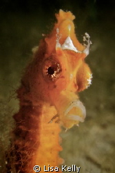 Splendid seahorse! To me, it appears she is wearing a crown. by Lisa Kelly 